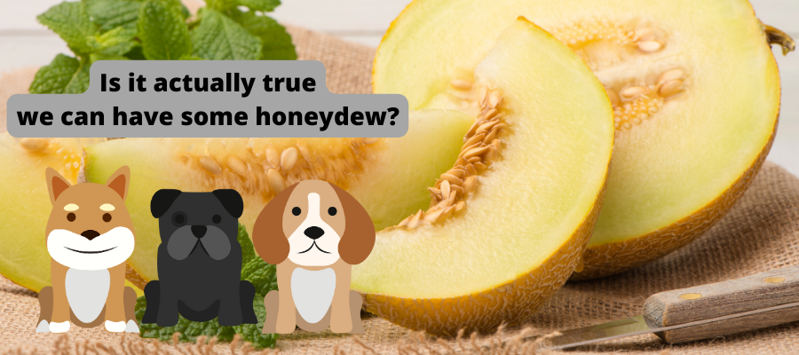 Is Honeydew Melon Good for Dogs