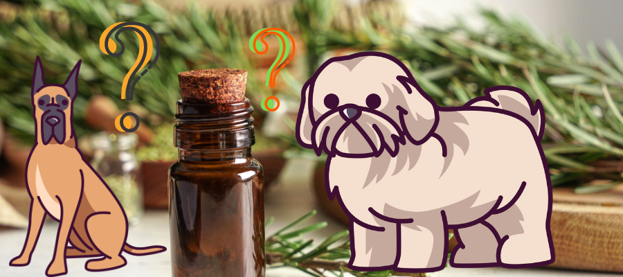 Is Rosemary Oil Safe for Dogs