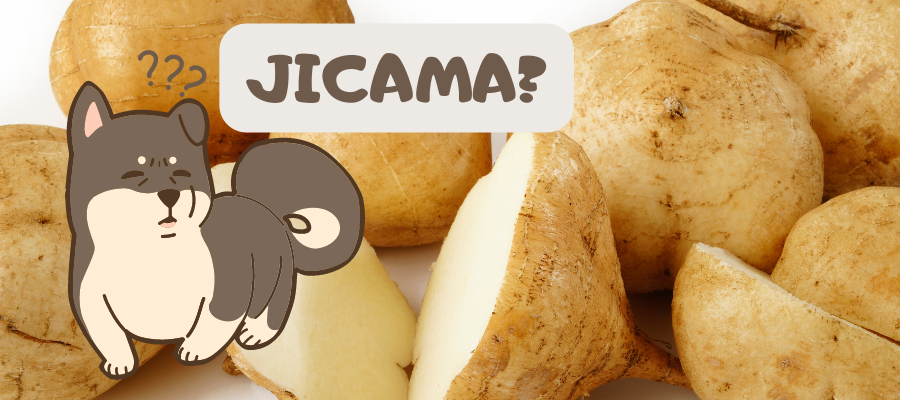What are Jicama Plants