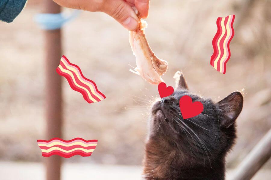 Can All Cats Eat Bacon?