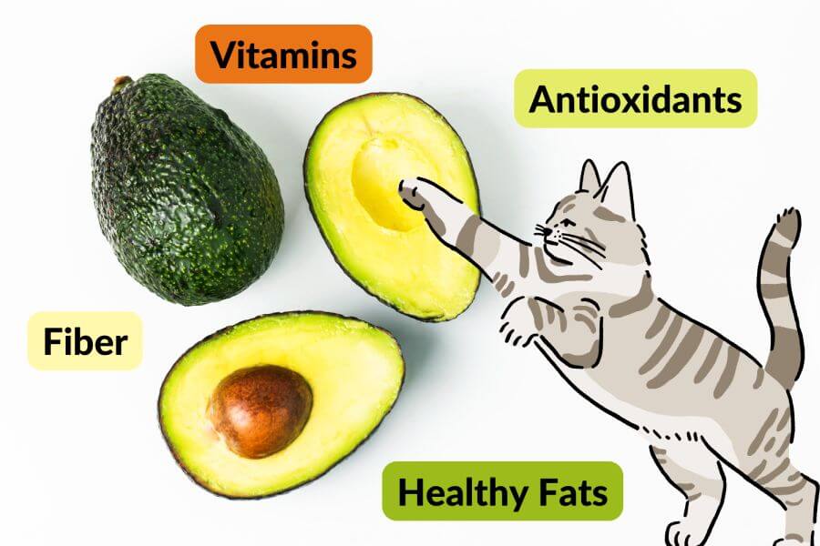Can Cats Eat Avocados? Health Benefits of Avocado