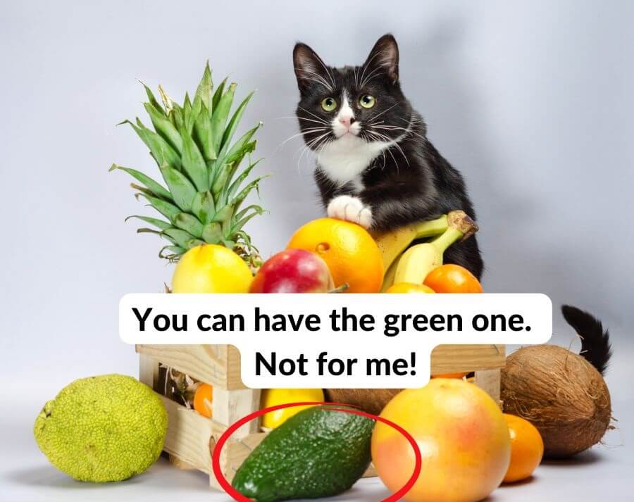 Can Cats Eat Avocados? Risks Involved