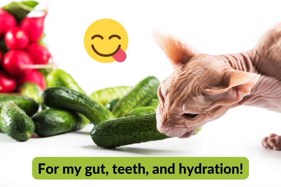 Can Cats Eat Cucumbers? What Are the Health Benefits?