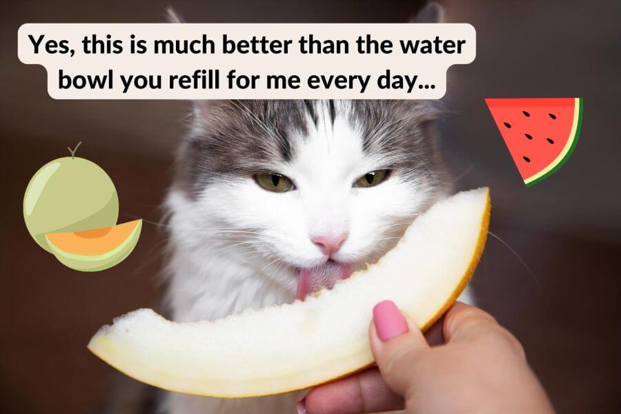 Can Cats Eat Fruit at All?
