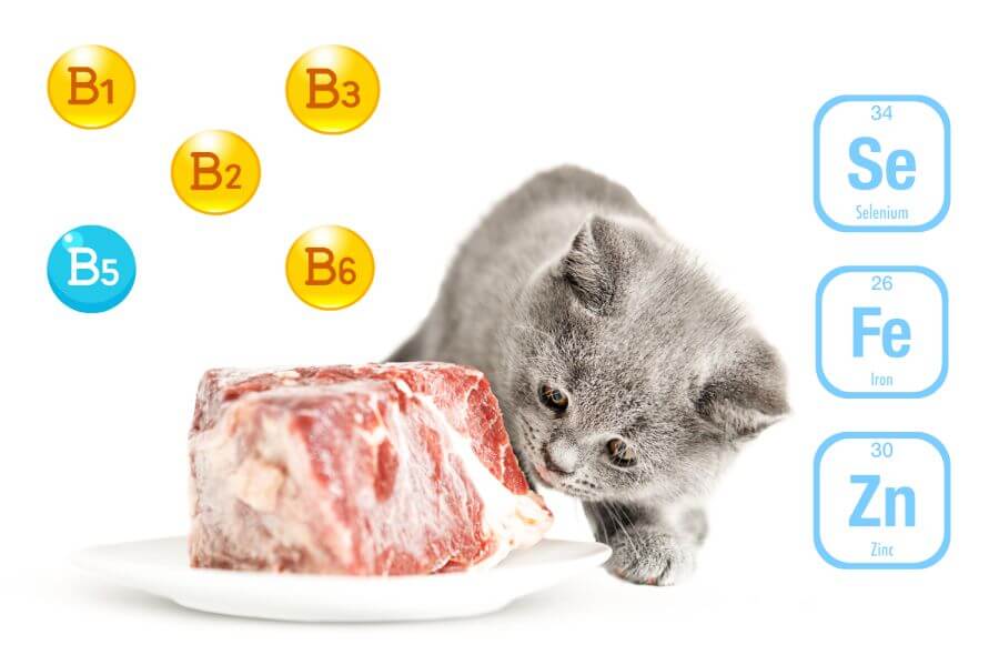 Can Cats Eat Pork? Health Benefits of Pork for Cats