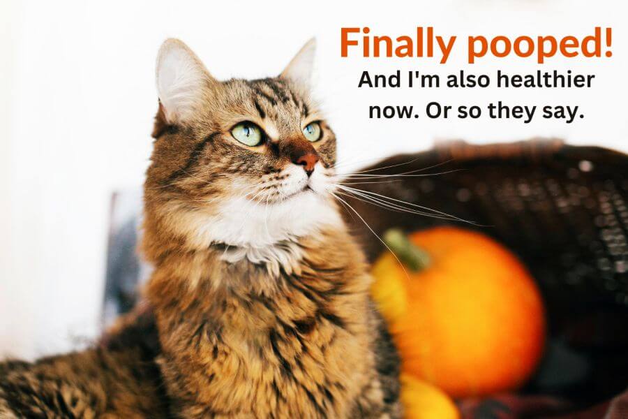 Can Cats Eat Pumpkin? Health Benefits