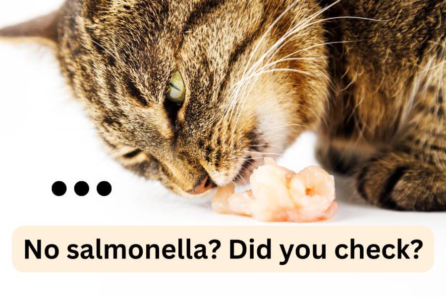 Can Cats Eat Raw Chicken at All?