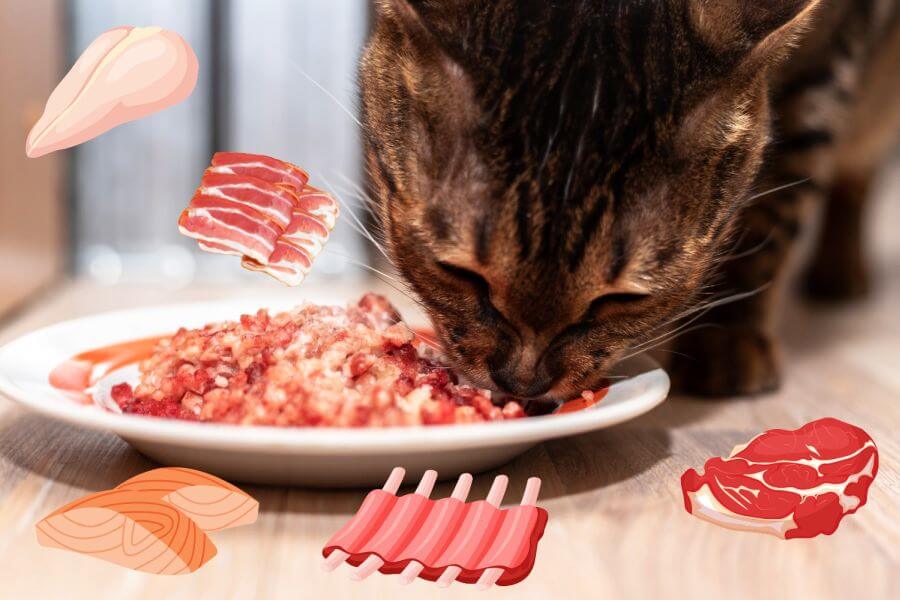 Can Cats Eat Raw Meat in General?
