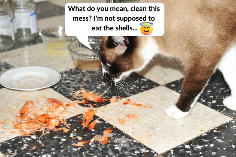 Can Cats Eat Shrimp Raw or Cooked?