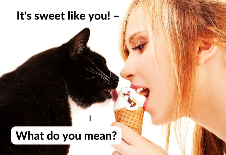 Cats Experience Taste Differently Than Humans