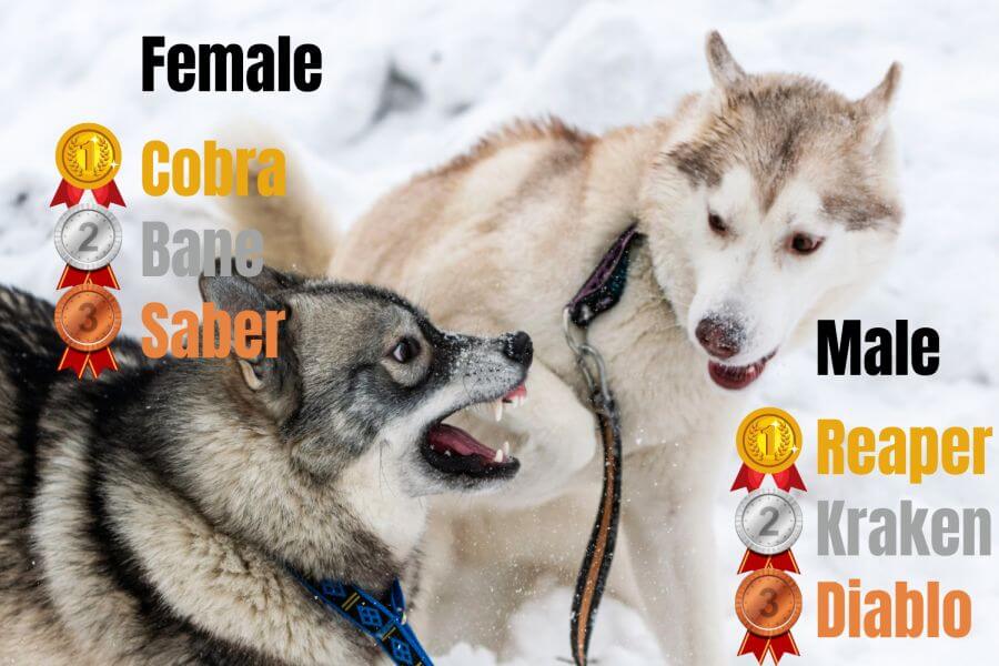 Choosing a Fierce Name for a Male or Female Guard Dog