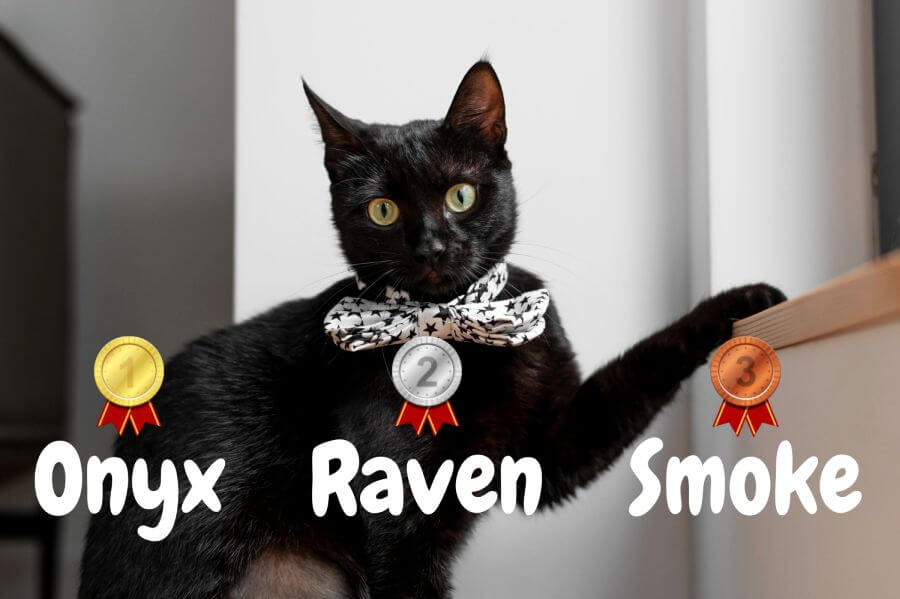 Cool Boy Cat Names for Black Cats