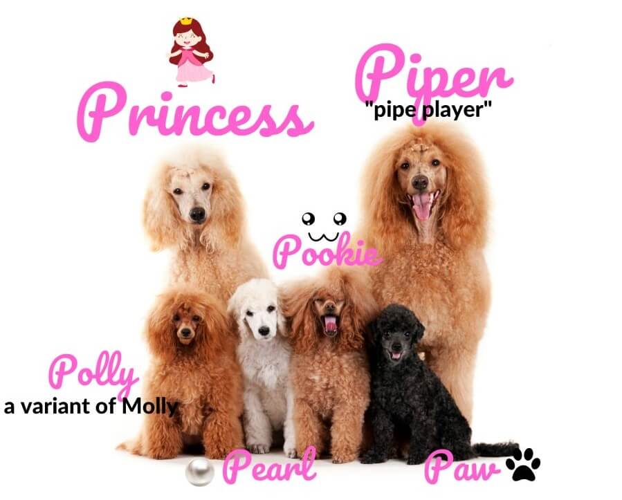 Female Dog Names That Start With P