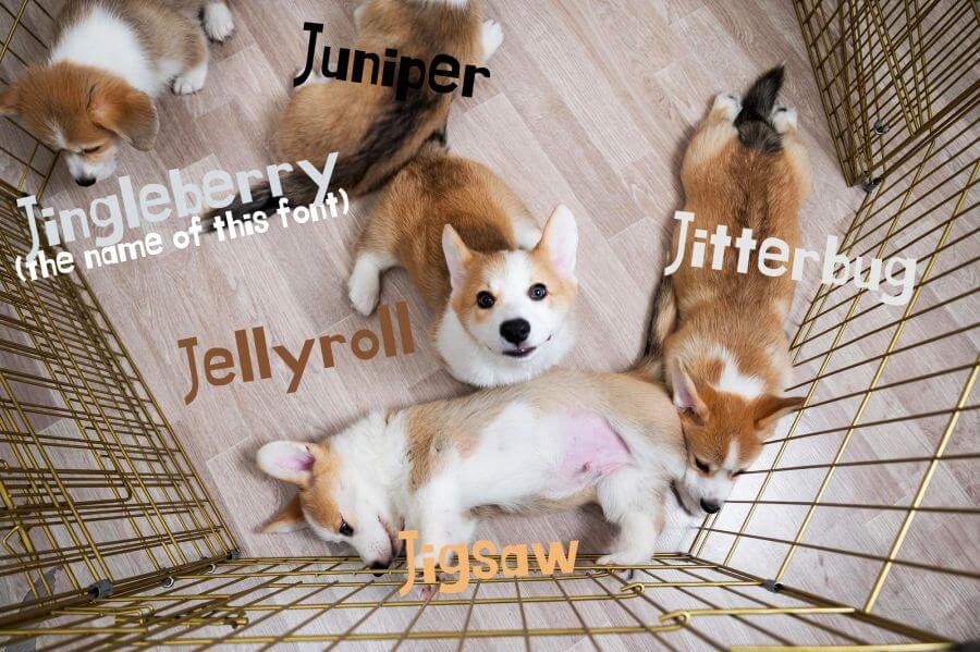 Fun and Unique Dog Names That Start With 'J'