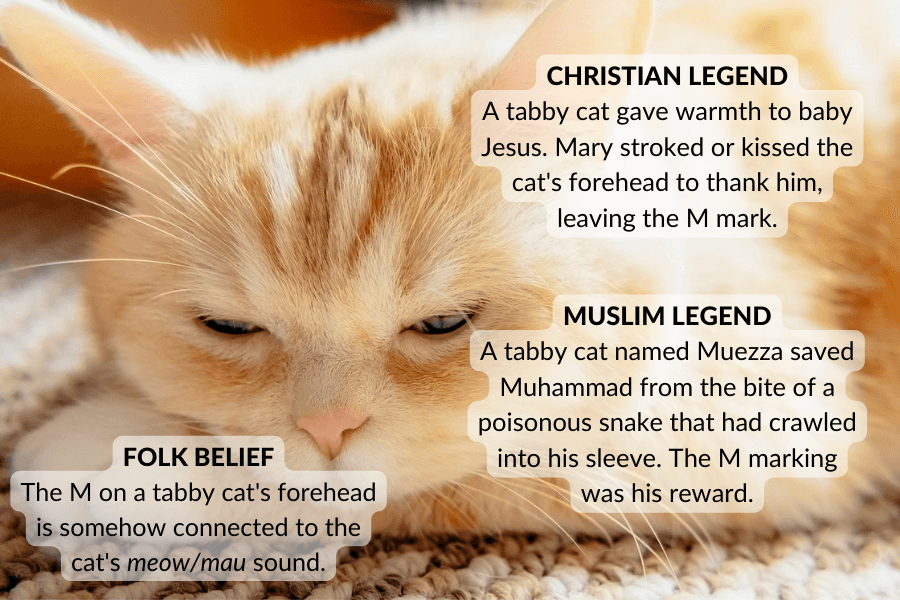 Fun Facts About Orange Cats
