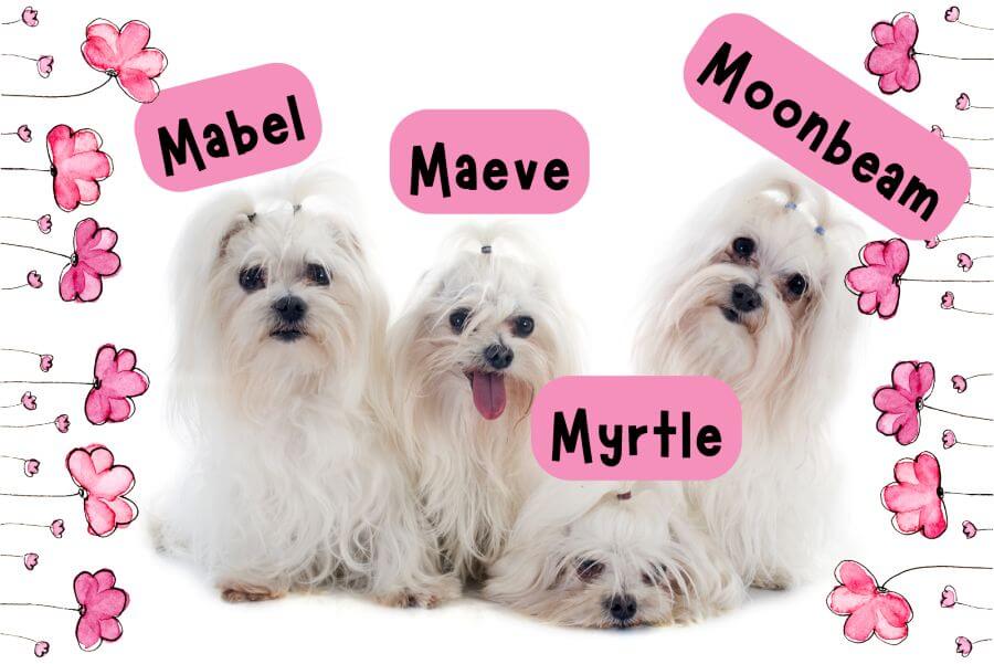 Girl Dog Names That Start With M