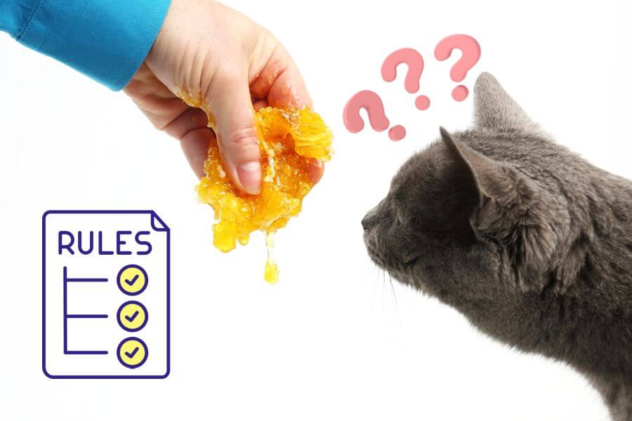 Giving Honey to Your Cat: Basic Rules