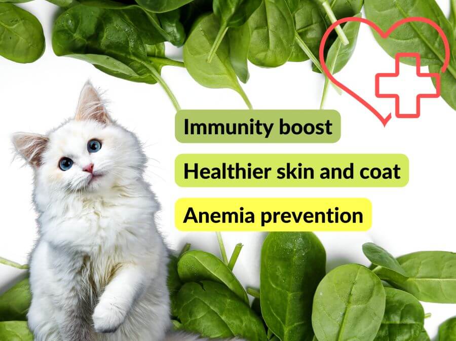 Health Benefits of Spinach for Your Cat