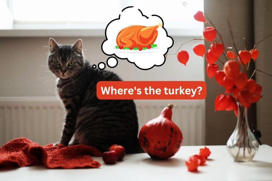 How Much Turkey Is OK for a Cat To Eat?