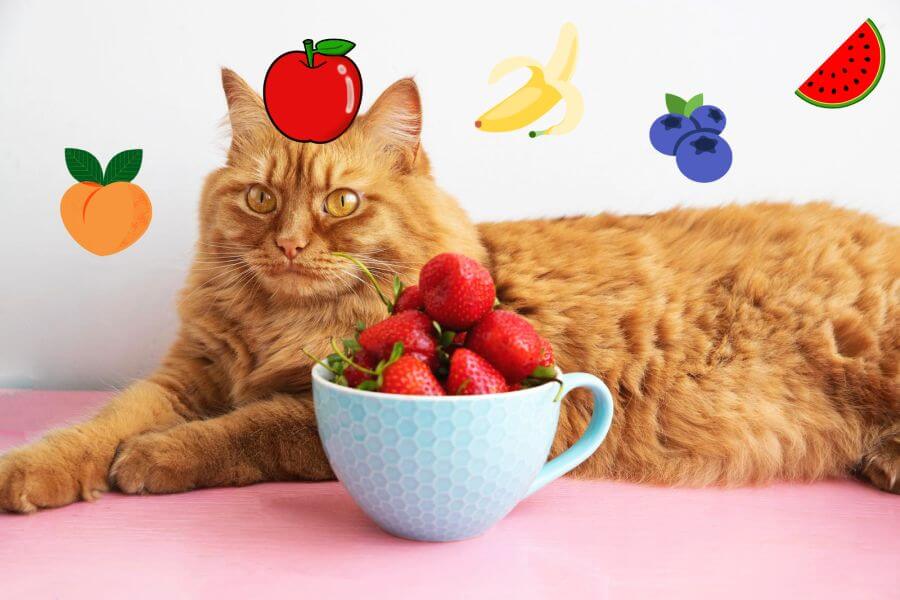 How to Feed Your Cat Fruits and Vegetables Safely?