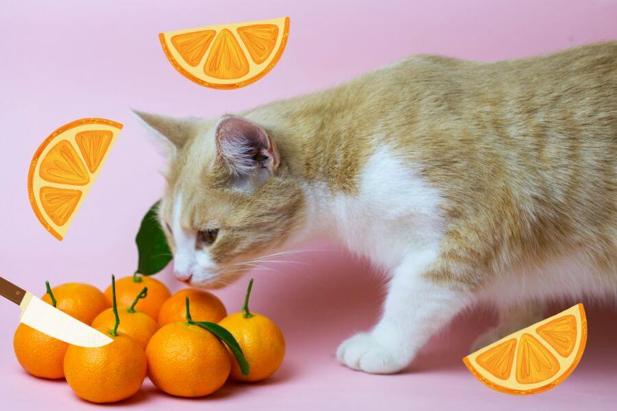How to Feed Your Cat Oranges?
