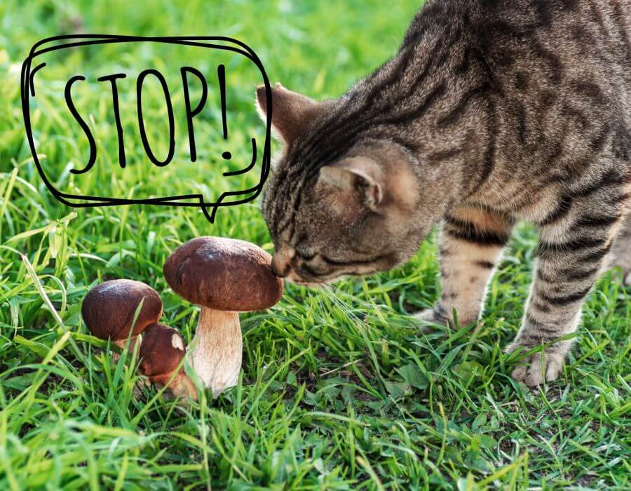 how to pevent from mushroom poisoning