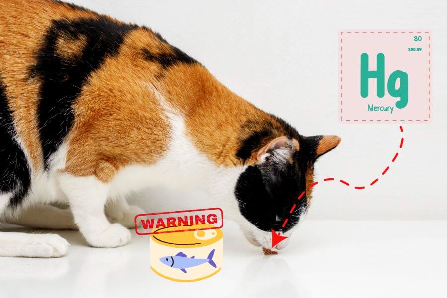Is Tuna Safe for Cats? Mercury Poisoning