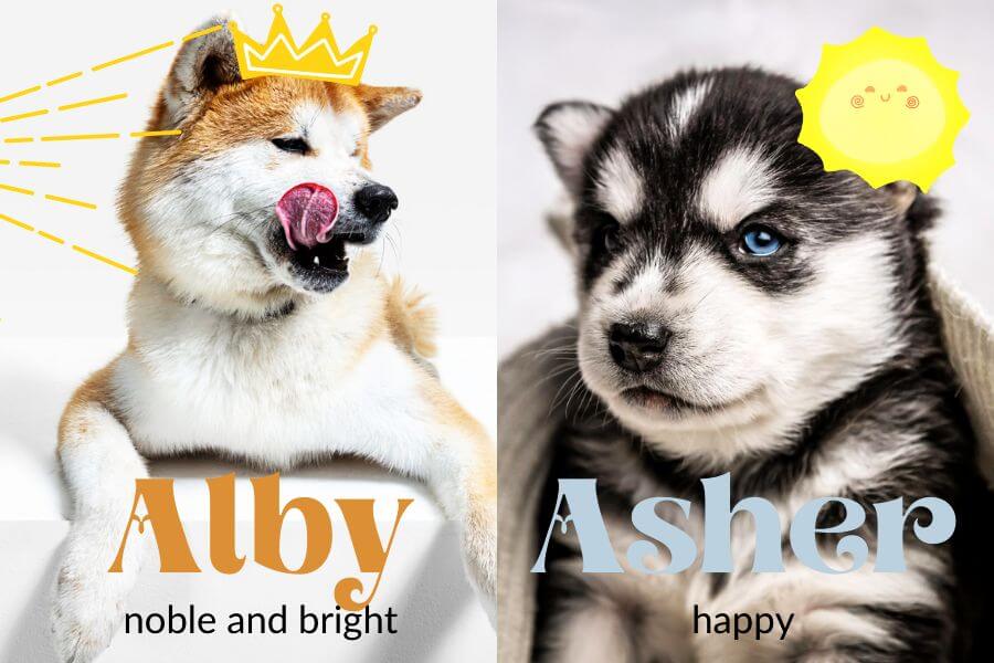 Male Dog Names That Start With 'A'