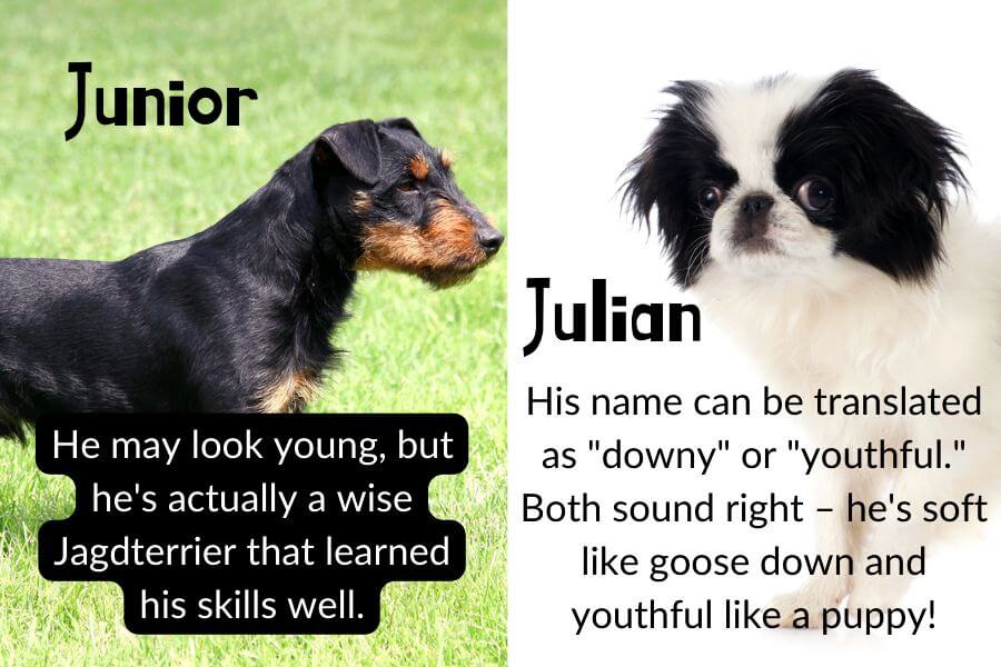 Male Dog Names That Start With 'J'