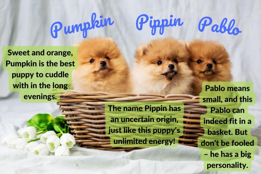 Male Dog Names That Start With P