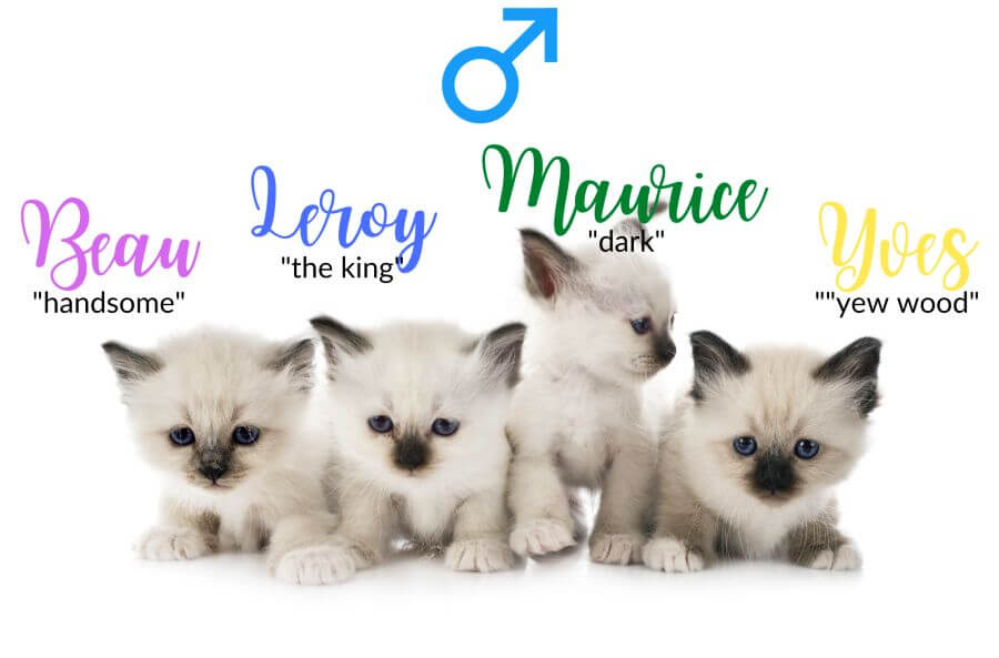 Male French Cat Names