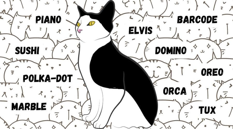 male names for black and white cats