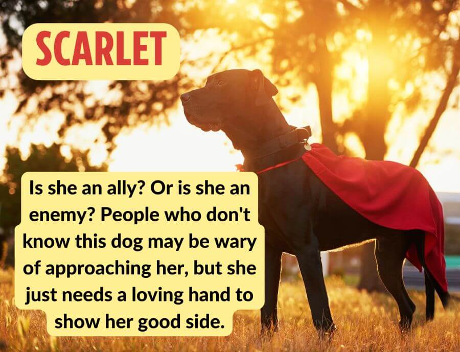 Marvel Dog Names – The Avengers and Other Superheroes