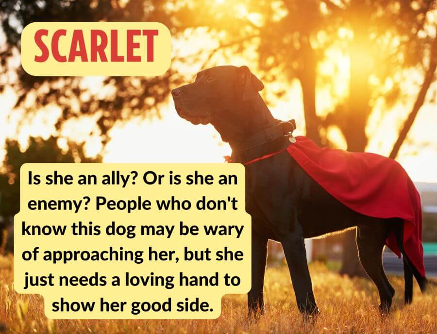 Marvel Dog Names Superhero Villain Names For Dogs