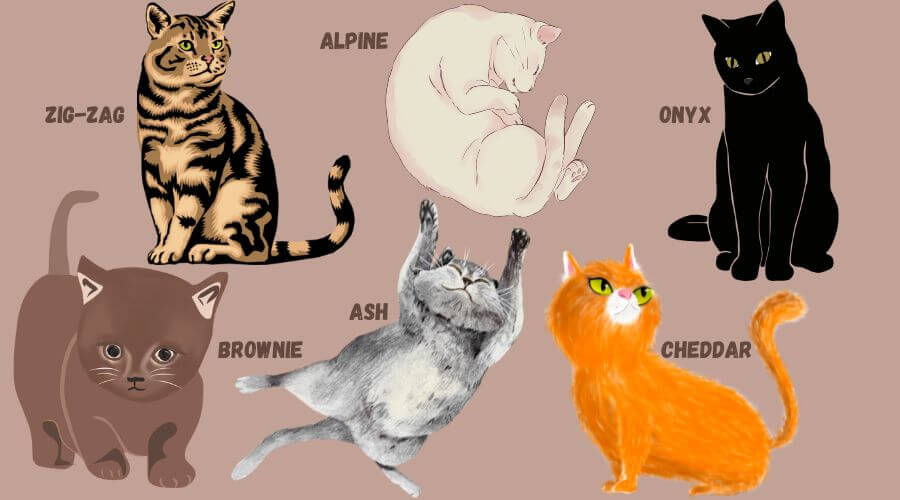 name ideas based on your male kitten's color