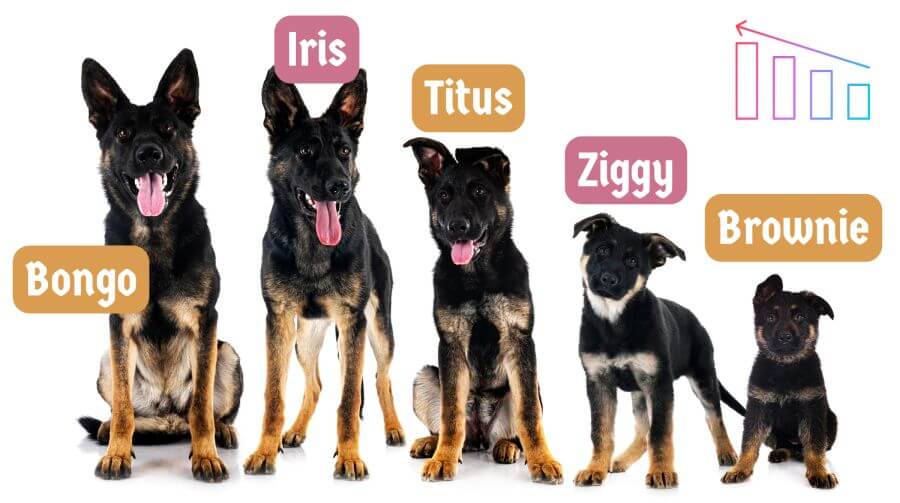 Names for German Shepherds – Our Top Choices