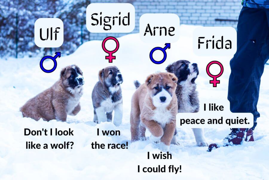 Popular Norse Dog Names