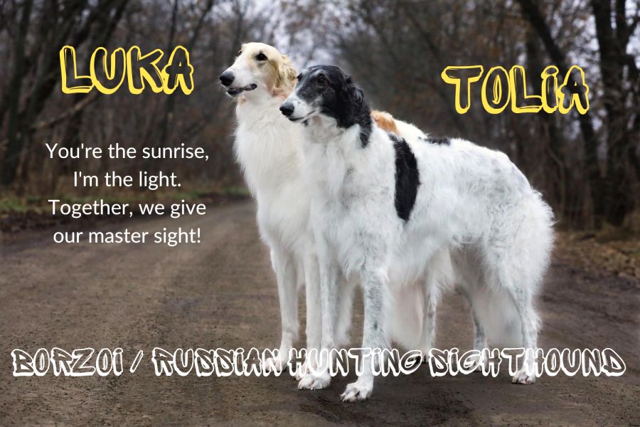 Popular Russian Names You Can Give Your Dog