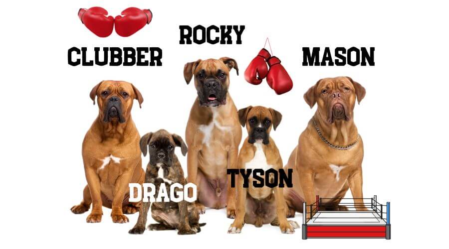Puppy Names Inspired by Famous Boxers