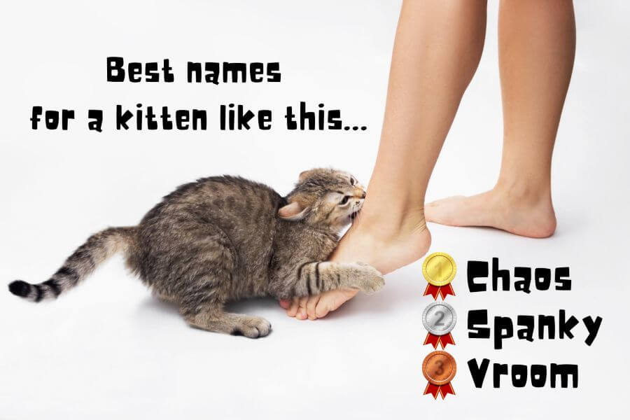 Sassy Names for Cats That Never Stopped Being Kittens