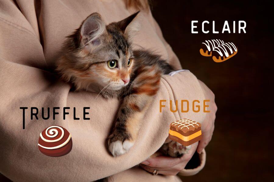Sweet Tortie Cat Names Inspired by Desserts