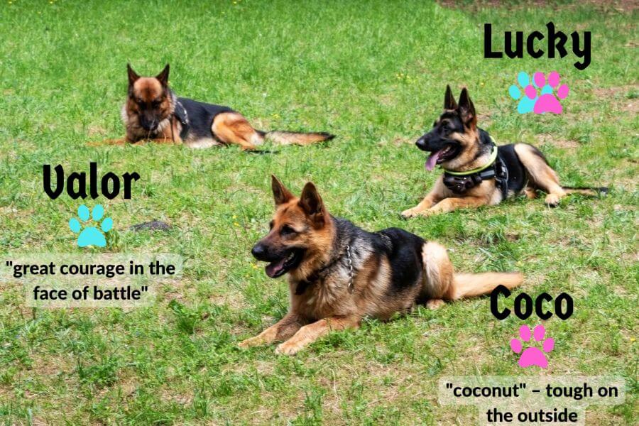 Unique German Shepherd Names and Their Meanings