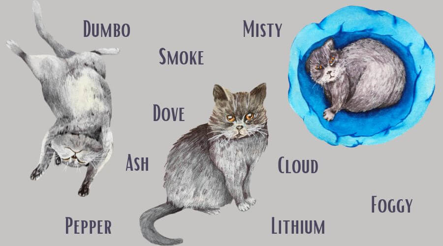 unique gray kitten names