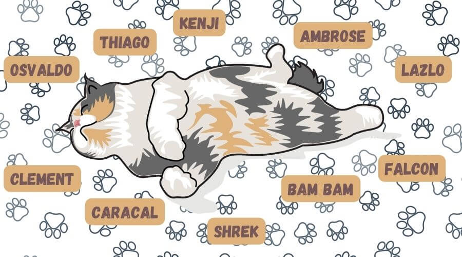 unique male cat names based on fur colors and patterns