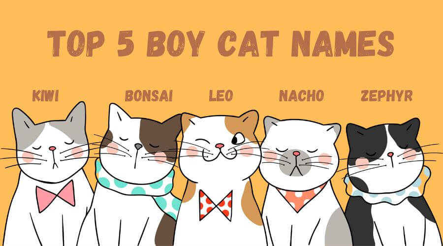 unique male cat names - go for something unexpected