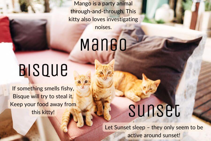 Unisex Cat Names for Orange Cats