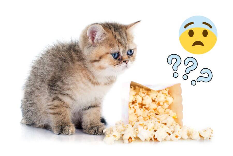 When Is Corn Not Safe for Cats?