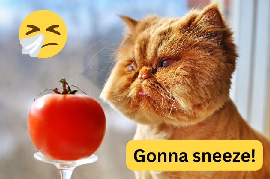When Tomatoes May Be Bad for Cats