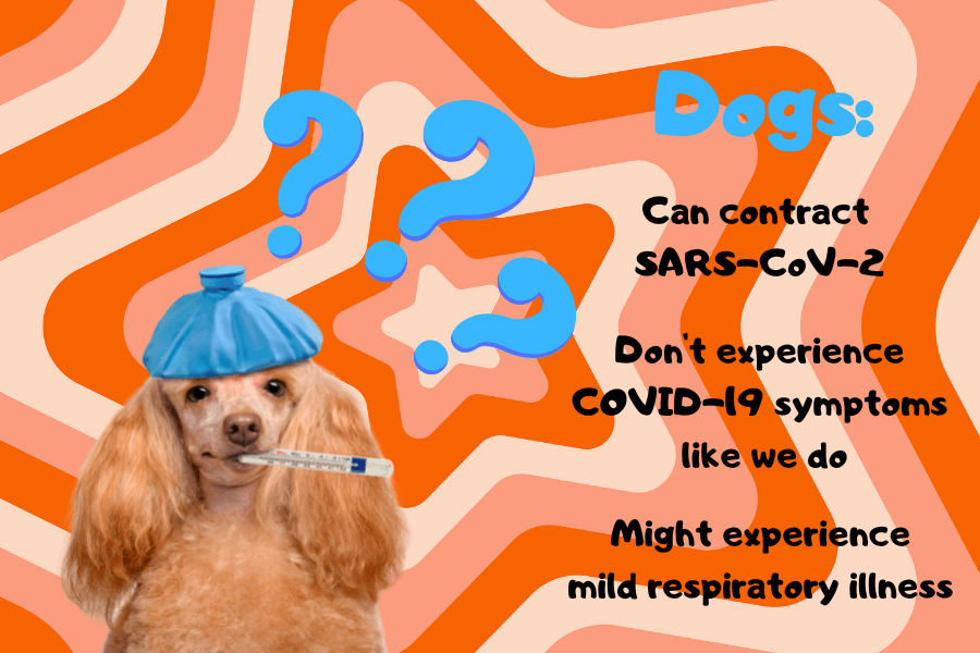 Why Dogs Don't Get COVID-19 Symptoms