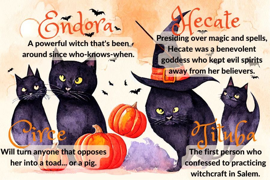 Witchy Black Cat Names for Your Feline Familiar